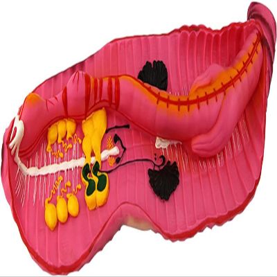 Earthworm Anatomy Model, High School Biological Model Demo Props of Medical Anatomy Educational Equipment Supplier Tool.