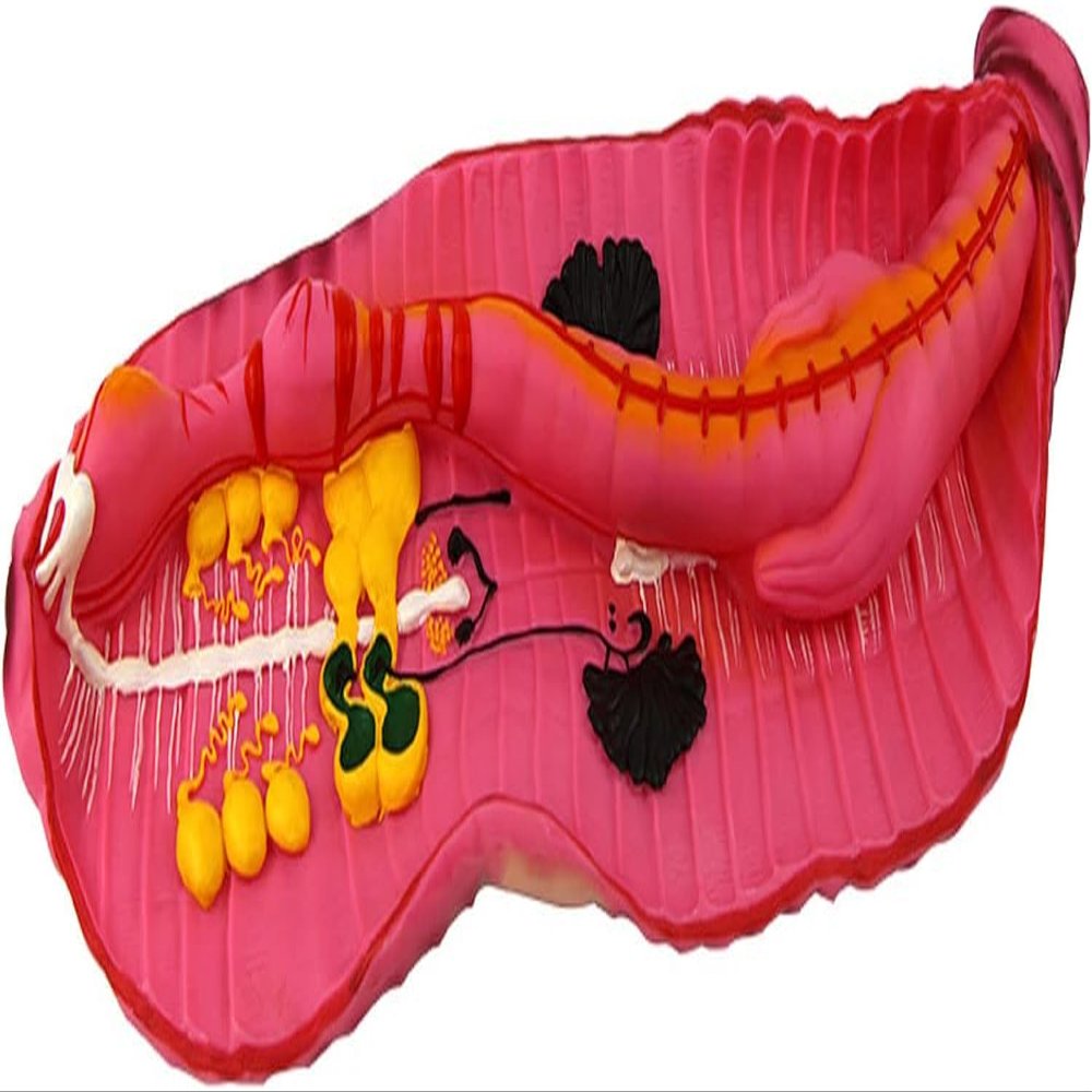 Earthworm Anatomy Model, High School Biological Model Demo Props of Medical Anatomy Educational Equipment Supplier Tool.