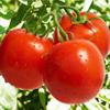 Orlando Tomate Frito 12 x 400g | Authentic Spanish Fried Tomato Sauce | Smooth Sofrito Base for Pasta, Pizza & Meatballs | Gluten Free & Vegan | Traditional Spanish Cooking Sauce view 4