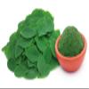 Moringa Leaves Powder-Moringa Leaf Powder-Sehjan Patta Churan-Drumstick Leaves Powder-Jadi Booti (100 Gram) view 2