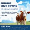 Veenuule Colostrum Powder 3000MG, with 60% Natural IgG (Immunoglobulins), Grass Fed Cow Colostrum, Non-GMO, Unflavored 50 Servings (50 Servings (Pack of 2)) view 2
