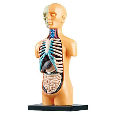 iFutniew 3D Removable Anatomical Human Torso Body Model for Education Toy Human Body Structure Teaching for Child Kid Student