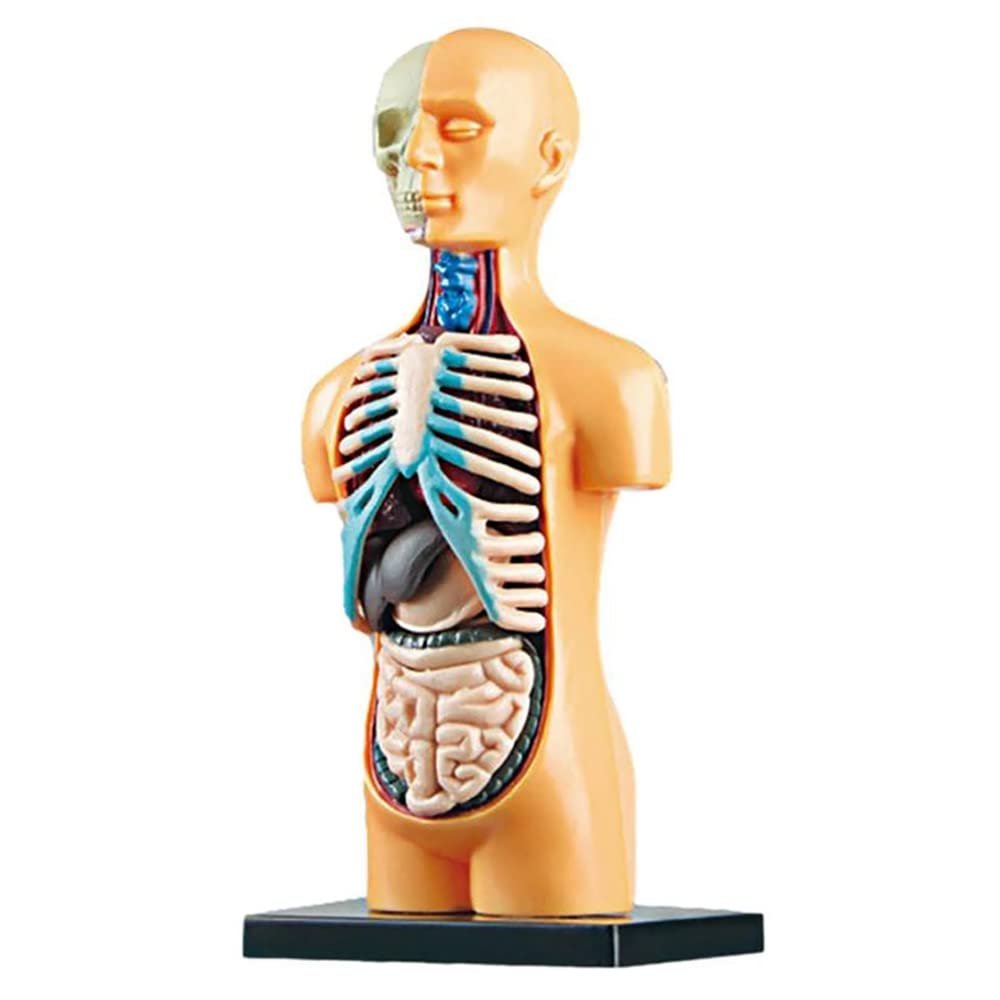 iFutniew 3D Removable Anatomical Human Torso Body Model for Education Toy Human Body Structure Teaching for Child Kid Student