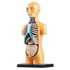iFutniew 3D Removable Anatomical Human Torso Body Model for Education Toy Human Body Structure Teaching for Child Kid Student view 1