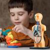 iFutniew 3D Removable Anatomical Human Torso Body Model for Education Toy Human Body Structure Teaching for Child Kid Student view 2