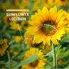 Sunflower Lecithin 1200mg Produced from Naturally Sourced Soy Free Sunflower Oil 90 Softgels (3 Months Supply) Pure & Potent Helianthus Annuus - Resealable and Recyclable Pouch by Alpha01 view 4