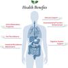 Foods For Gut Streptococcus Thermophilus Probiotic Powder 400 Billion cfu's | Made in USA | No Additives | Digestive & Immune Support | High Potency | S. Thermophilus | 60 Grams (2.11 OZ) view 4