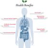 Foods For Gut Lactobacillus Rhamnosus GG Probiotic Powder 350 Billion cfu's | Made in USA | No Additives | Digestive & Immune Support | High Potency | L. Rhamnosus GG | 60 Grams (2.11 Oz) view 4