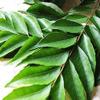 Fresh Curry Leaves I Murraya koenigii I 50G view 1