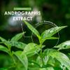 Andrographis Extract 500mg High Strength Andrographis Paniculata Extract Equivalent to 5,000mg 90 Vegan Capsules (3 Months Supply) By Alpha01 view 4