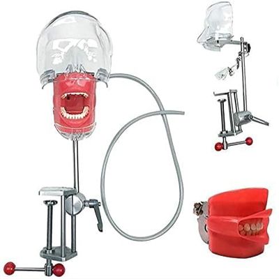Dental Simulator Manikin Phantom Head - Teaching Mouth Head Model Fix on Chair Replaceable Typodont Tooth Model 360-Degree Adjustment for Dentists & Dental Assistants and Hygienists