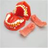 Deciduous Teeth Model - Child Teeth Teaching Model - Children's Deciduous and Permanent Teeth Alternate Model - Teeth Demonstration Model - for Study Teaching,3 to 12 Years Old (Color : 3 to 6 Years view 1
