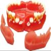 Deciduous Teeth Model - Child Teeth Teaching Model - Children's Deciduous and Permanent Teeth Alternate Model - Teeth Demonstration Model - for Study Teaching,3 to 12 Years Old (Color : 3 to 6 Years view 4