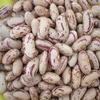 Uganda Cream Beans I Phaseolus Vulgaris I Product of Uganda I 500g view 2