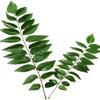 Fresh Curry Leaves 75g | Natural Curry Leaves | Kaddi Patta | Karapincha view 2