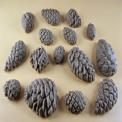 15 x Edible 3D Pine Cones Pinecones icing toppers, cake cupcakes decorations (Brown) T145