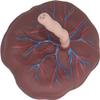 Placenta Umbilical Cord Anatomical Model, Neonatal Umbilical Cord Placenta Model with Veins Arterial Display for Gynecology Medical Educational Training Aid. view 1