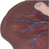 Placenta Umbilical Cord Anatomical Model, Neonatal Umbilical Cord Placenta Model with Veins Arterial Display for Gynecology Medical Educational Training Aid. view 4