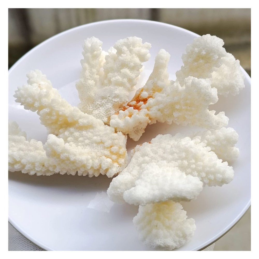 TZNLTPFY Natural Crystal Rough Natural White Coral Cluster Quartz Crystal Reef Home Decor Gift (Size : 50-70g) DINZHHENGYIN(Size:100g)