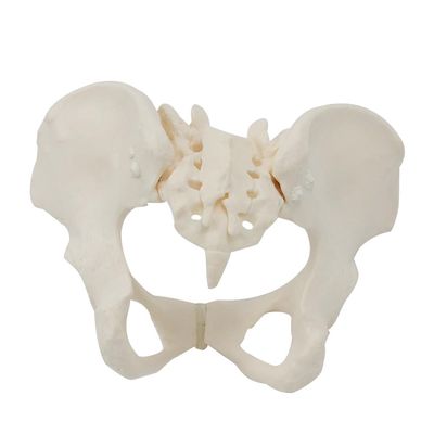 Malloy 1 Piece 1:1 Female Pelvis Model Life Size Female Pelvic Skeleton Model for Science Education