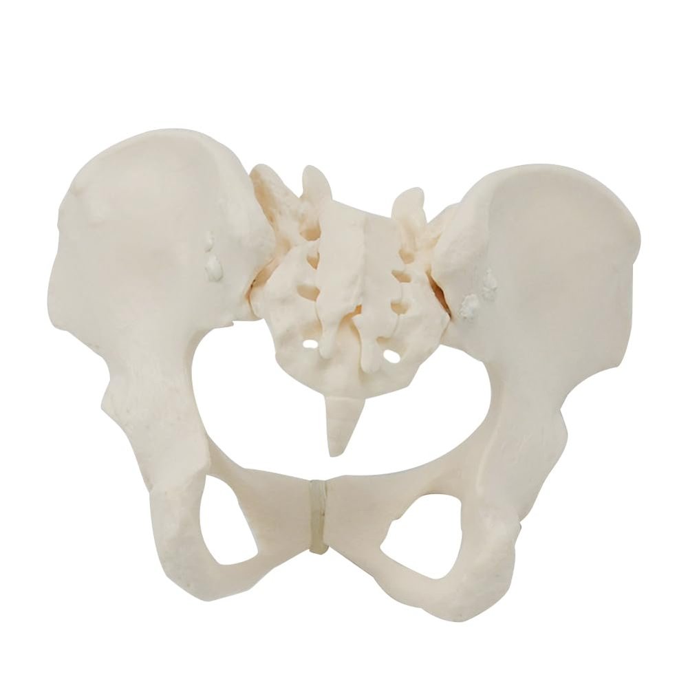 Malloy 1 Piece 1:1 Female Pelvis Model Life Size Female Pelvic Skeleton Model for Science Education