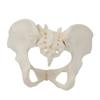 Malloy 1 Piece 1:1 Female Pelvis Model Life Size Female Pelvic Skeleton Model for Science Education view 1