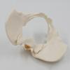 Malloy 1 Piece 1:1 Female Pelvis Model Life Size Female Pelvic Skeleton Model for Science Education view 2