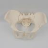 Malloy 1 Piece 1:1 Female Pelvis Model Life Size Female Pelvic Skeleton Model for Science Education view 3