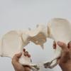 Malloy 1 Piece 1:1 Female Pelvis Model Life Size Female Pelvic Skeleton Model for Science Education view 4