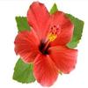 400g Hibiscus Flower from Mexico. Large Flowers with Long Petals, Significant Saturation and Yield. view 3