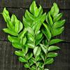 Fresh Curry Leaves I 40G view 1