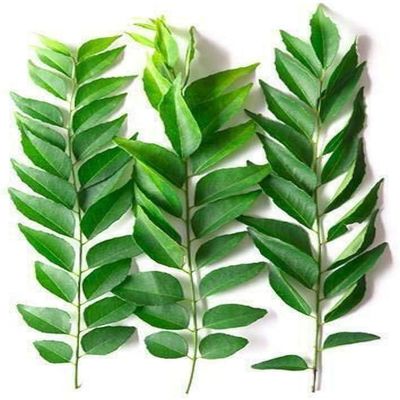 Fresh Curry Leaves I 20G I Pack of 3