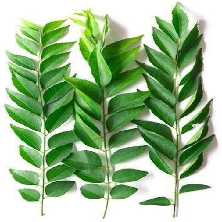 Fresh Curry Leaves I 20G I Pack of 3