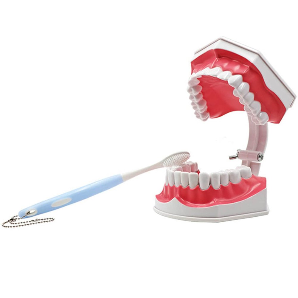 POCDOKYZ Dental Teeth Model, Tooth Model with Toothbrush, 2x Dental Mold Dentures, Teeth Model for Kids,Natural