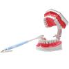 POCDOKYZ Dental Teeth Model, Tooth Model with Toothbrush, 2x Dental Mold Dentures, Teeth Model for Kids,Natural view 1