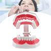 POCDOKYZ Dental Teeth Model, Tooth Model with Toothbrush, 2x Dental Mold Dentures, Teeth Model for Kids,Natural view 2