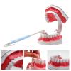 POCDOKYZ Dental Teeth Model, Tooth Model with Toothbrush, 2x Dental Mold Dentures, Teeth Model for Kids,Natural view 3