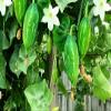 Fresh Green Tindori I Ivy Gourd I 1KG view 2