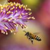 Anthap 100% Natural Bee Pollen, Bee Pollen Granules, Superfood, Boosts Vitality and Immunity, Sustainable Packaging, 200g view 4