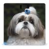Weight Scale, Shih Tzu Dog Print Digital Scale Bathroom Scale LCD Display Scale Body Weight Scale Portable Scale view 1