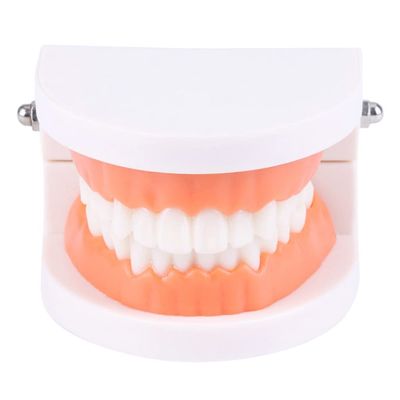 Dental Child Teeth Teaching Model Adult Teeth Gums Standard Demonstration Tool Kids Care Teaching Use Clean Display