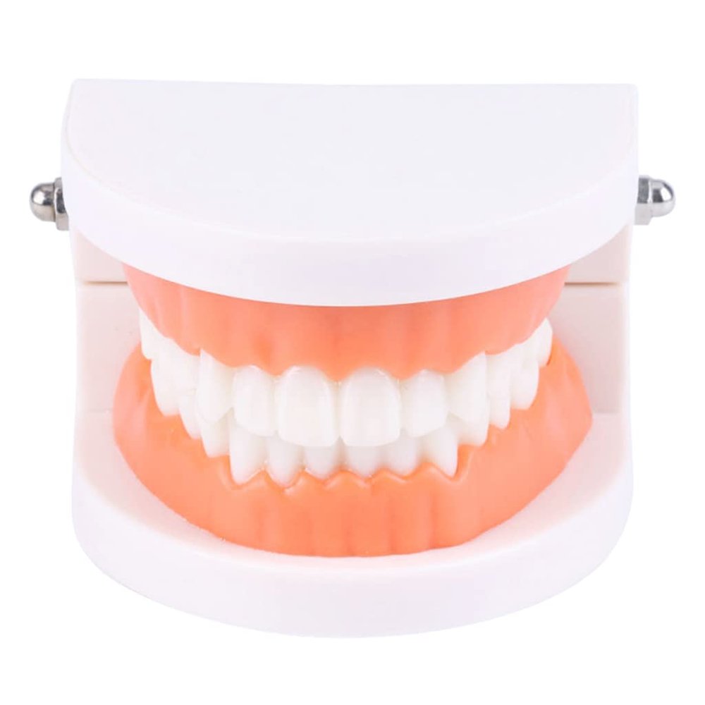Dental Child Teeth Teaching Model Adult Teeth Gums Standard Demonstration Tool Kids Care Teaching Use Clean Display