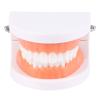 Dental Child Teeth Teaching Model Adult Teeth Gums Standard Demonstration Tool Kids Care Teaching Use Clean Display view 1