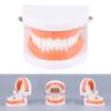 Dental Child Teeth Teaching Model Adult Teeth Gums Standard Demonstration Tool Kids Care Teaching Use Clean Display view 2