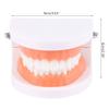 Dental Child Teeth Teaching Model Adult Teeth Gums Standard Demonstration Tool Kids Care Teaching Use Clean Display view 3