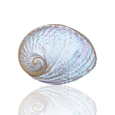 KXAOXGRC Natural Scallop Conch Sea shell 1Pc 13-15Cm Australian White Abalone Shell Natural Rare Real Sea Shells Conch Home Fish Tank Marine Decoration DIY Handmade(15cm)