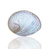 KXAOXGRC Natural Scallop Conch Sea shell 1Pc 13-15Cm Australian White Abalone Shell Natural Rare Real Sea Shells Conch Home Fish Tank Marine Decoration DIY Handmade(15cm) view 1