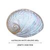 KXAOXGRC Natural Scallop Conch Sea shell 1Pc 13-15Cm Australian White Abalone Shell Natural Rare Real Sea Shells Conch Home Fish Tank Marine Decoration DIY Handmade(15cm) view 2