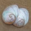 KXAOXGRC Natural Scallop Conch Sea shell 1Pc 13-15Cm Australian White Abalone Shell Natural Rare Real Sea Shells Conch Home Fish Tank Marine Decoration DIY Handmade(15cm) view 3