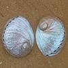 KXAOXGRC Natural Scallop Conch Sea shell 1Pc 13-15Cm Australian White Abalone Shell Natural Rare Real Sea Shells Conch Home Fish Tank Marine Decoration DIY Handmade(15cm) view 4